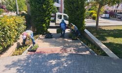 Belediyenin ürettiği çiçekler Didim'i renklendiriyor