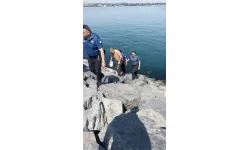 Denizde intihar girişimi!