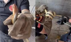 Feribottan inen otomobilde yılan paniği! İtfaiye seferber oldu