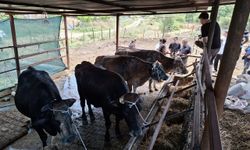 Gördes'teki yangından etkilenen üreticiye Büyükşehir'den yem desteği