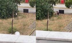 Kan donduran olay: Amcasını palayla katletti!