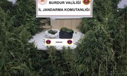 Kenevirleri sularken suçüstü yakalandı! Yüzlerce kök kenevir ve ruhsatsız tüfek ele geçirildi