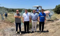 Milas'ta taşınan zeytin ağaçlarının bakımı sürüyor