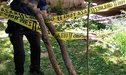 Ihlamur toplamak için çıktığı ağaçtan düşen kişi hayatını kaybetti