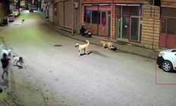 Sahipsiz köpek d*hşeti: Scooterli çocuk son anda kurtuldu!
