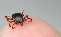 KKKA can almaya devam ediyor: 5 çocuk annesi kadın hayatını kaybetti