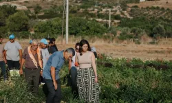Ata tohumları Çeşme’nin topraklarında çoğalıyor