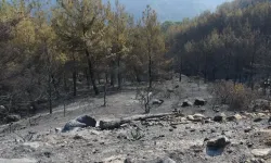 Aydın'da orman yangınında 4'üncü gün: Söndürme çalışmaları sürüyor
