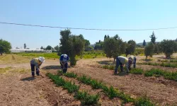 Begonvilden biberiyeye: Didim’de üretim çeşitleniyor