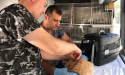 Can dostlar için Balıkesir'de sağlık turu
