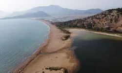 Caretta caretta Tuba’nın yeni rotası Bodrum oldu