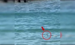 Çeşme'de denizde görülen yılan serin suyun keyfini çıkardı