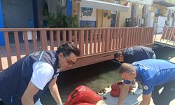 İzmir’de yasa dışı kara midye avcılığına geçit yok: 560 kilo midyeye el konuldu!