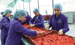 İzmir’de kuru domates mesaisi sürüyor: Hedef üretimde Türkiye birinciliği