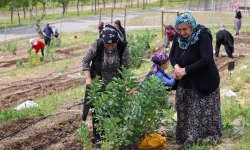İzmirli kadınların bostan dayanışması sofralara ulaşıyor