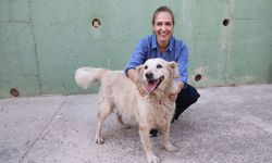 Karşıyaka’da 282 köpek yuva bekliyor