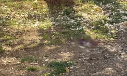 Parkta dehşet: Döner bıçağıyla 3 yerinden bıçakladı