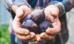 Taze incirin ihracat yolculuğu başladı
