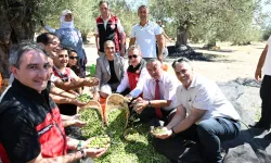 Türkiye’de sezonun ilk zeytin hasadı Dikili Bademli’de yapıldı