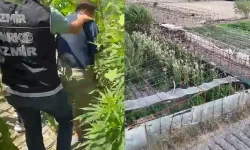 Urla'da yasaklı madde operasyonu