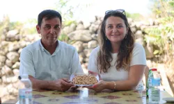 Yuntdağı’nda fıstık hasadı şenlikle kutlanacak