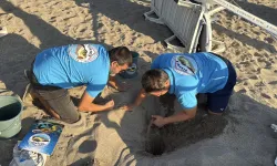 Bodrum’da caretta caretta sevinci: 62 yavru denizle buluştu
