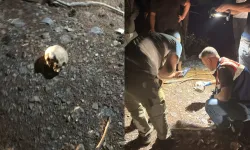 Hayvanlarını otlatan çoban, ormanlık alanda kafatası buldu