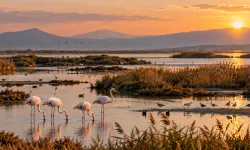 Flamingolar ve gün batımı: Gediz Deltası’nda sonbahar
