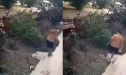 İzmir'de köpeğini gezdiren şahsın yavrulu kediye tekmeli saldırısı kamerada