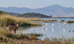 İzmir’in saklı yaban hayatı: 3 özel koruma alanı
