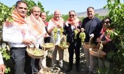Menemen bağlarında hasat zamanı