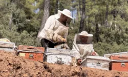 Muğla’da çam balı bereketi arıcıların yüzünü güldürdü