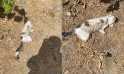 Şoke eden olay! Bacakları kesilmiş kedi ölü bulundu