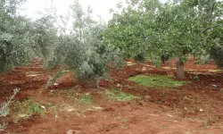 Tarlasını sürerken traktörden düştü: Hayatını kaybetti