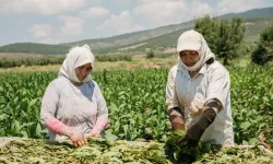 Türk oryantal tütünü Almanya’da görücüye çıktı