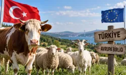Türkiye hayvan varlığında Avrupa ülkelerini geride bıraktı