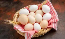Yumurta kabuğundaki kodların sırrı nedir?