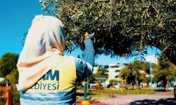 Dalından sofraya: Didim’de zeytin hasadı başladı