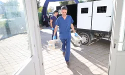 Buca'da sokak hayvanları üzerinden ortaya atılan iddialara yanıt