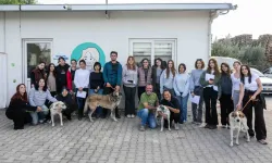 Ege Üniversitesi kampüsünden alınan 83 köpek sahiplendirildi