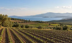 Dünya Kadın Çiftçiler Günü: İzmir’in meyve ve sebze zenginliği