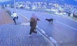 Durağa gelen köpek paniğe neden oldu: 11 yaşındaki çocuk bacağını kırdı