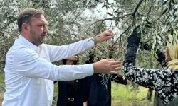 Gümrükçü, Dikili'den seslendi: Daldaki altın tarlada kalacak, acil önlem alın!