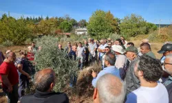 İzmir'de zeytin ağaçlarında verim için budama eğitimi