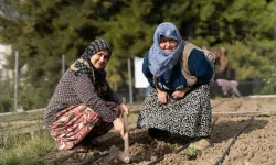Mahalle bostanlarında kış hazırlığı: 276 kadın üretimde