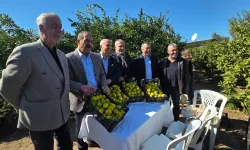 Satsuma mandalinası ihracat yolunda!