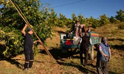 Şekerlemecilerin gözdesi Demirci kestanesinde hasat başladı