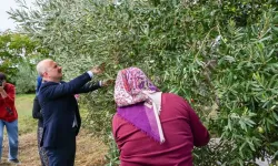 Vali Varol, kadın çiftçilerin hasat heyecanına ortak oldu