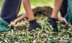 Zeytin ve zeytinyağı sektörü ihracatta zorlu bir sezona giriyor