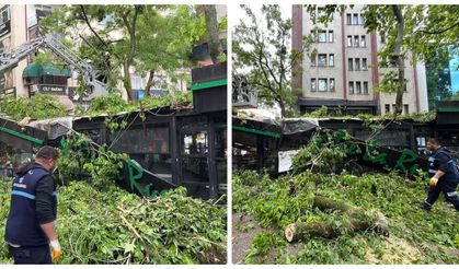 Dev ağaç kafenin üzerine devrildi: 2 yaralı